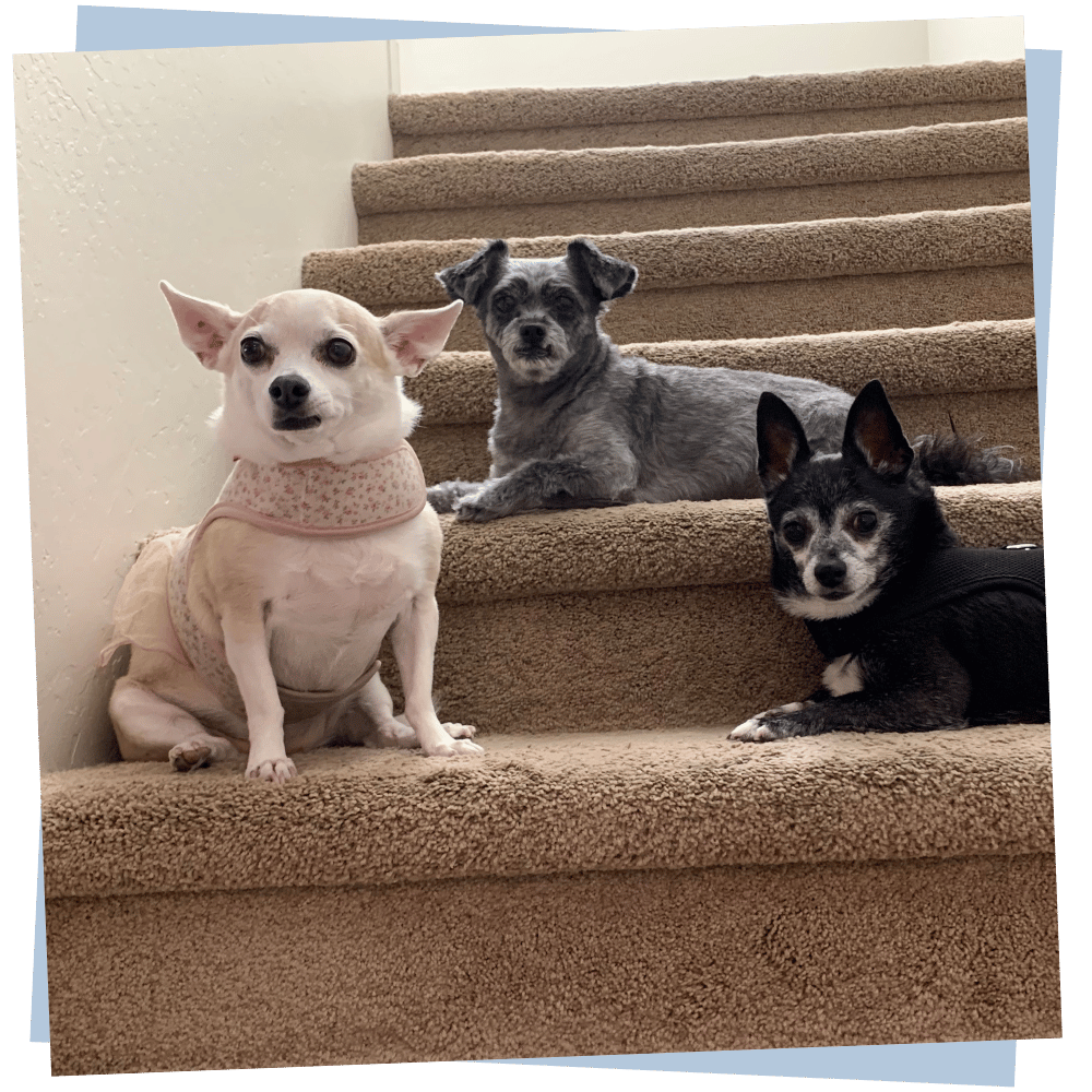 Adogable Pet Sitting North Scottsdale Overnight Pet Sitting