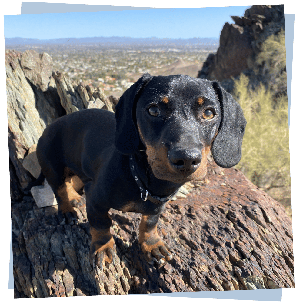 Professional Pet Sitting in North Scottsdale