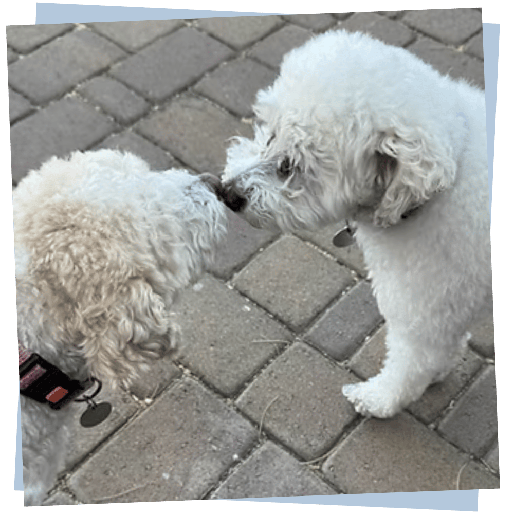 Adogable Pet Sitting North Scottsdale Dog Daycare Pet Sitting