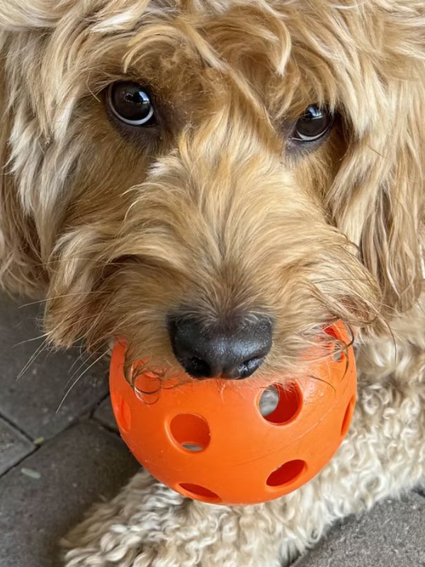 dog daycare north scottsdale