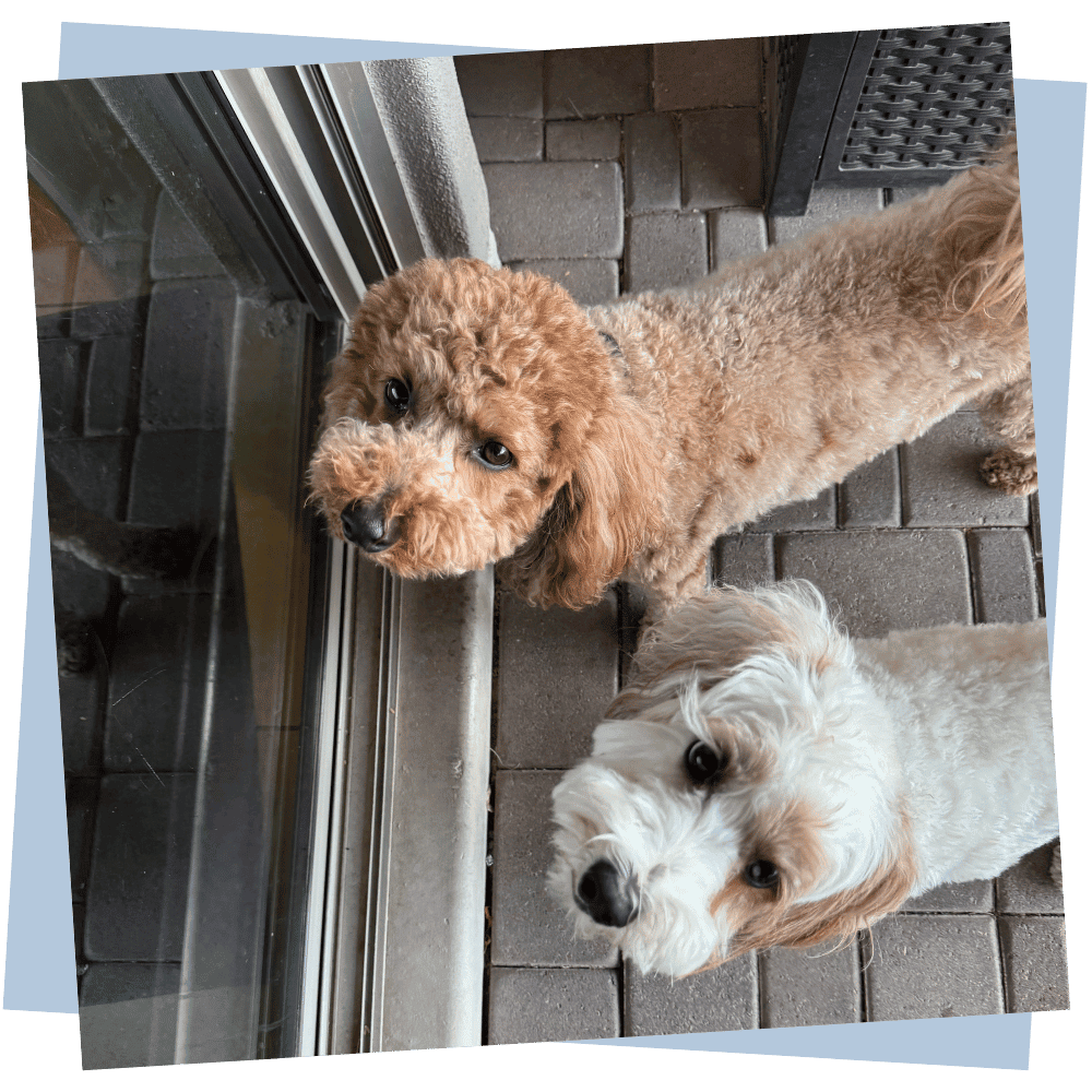 About us aDOGable pet sitting north scottsdale Cooper and Dewey (1)