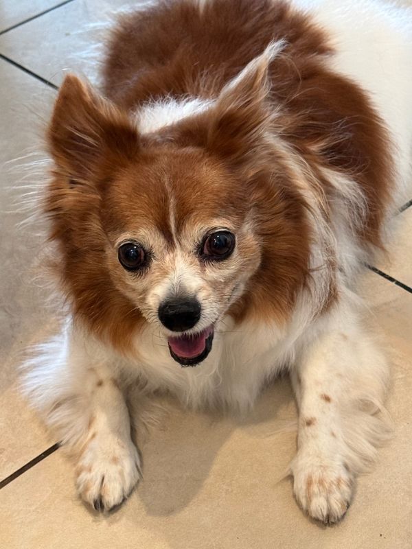 Enzo specialized pet sitting north scottdale