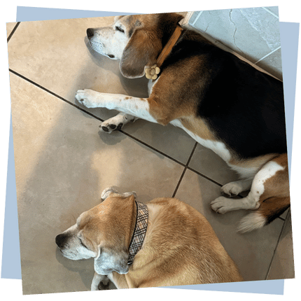 Adogable Pet Sitting North Scottsdale Overnight Pet Sitting