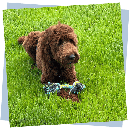 Overnights aDOGable pet sitting north scottsdale Cooper (2)