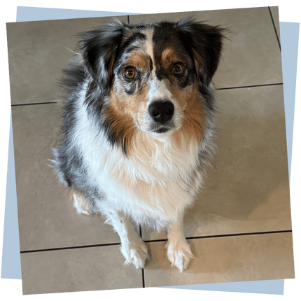 Service Area aDOGable pet sitting north scottsdale Enzo