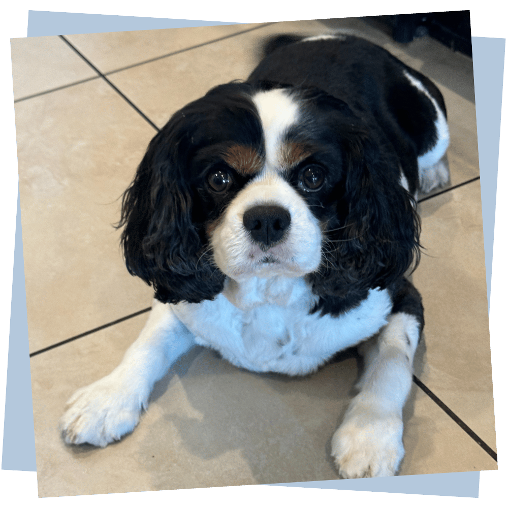 Services aDOGable pet sitting north scottsdale Cooper