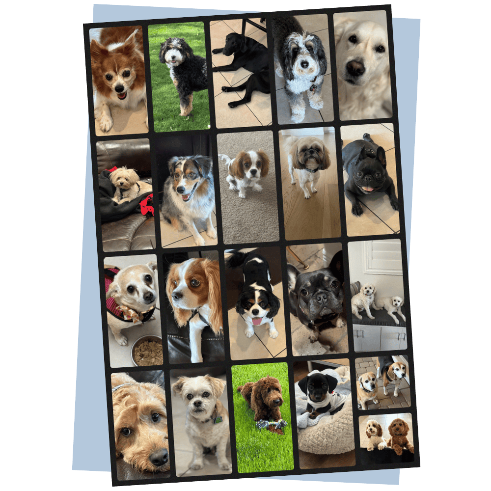 Some of the most aDOGable pets in town