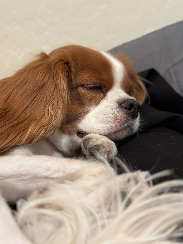 Overnight Pet Care Pet Sitting North Scottsdale